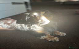 Miniature Dachshund dogs for stud: 1 year old long-haired dapple miniature dachshund  - Image 10