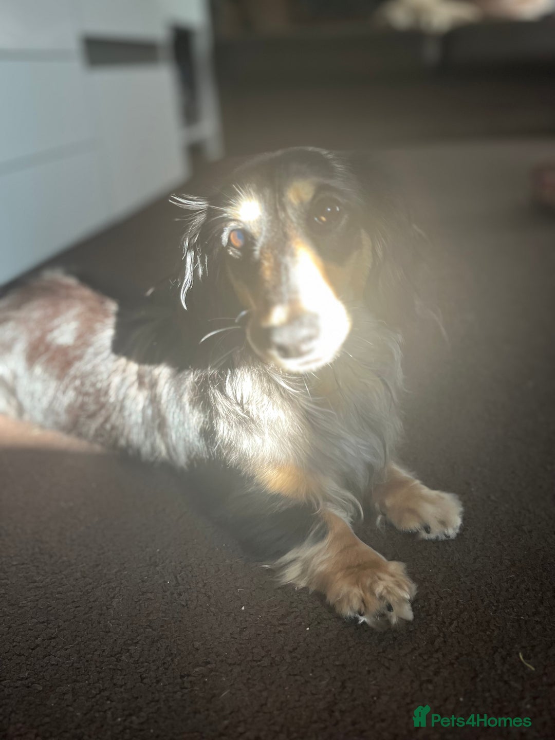 Miniature Dachshund dogs for stud: 1 year old long-haired dapple miniature dachshund  - Image 10