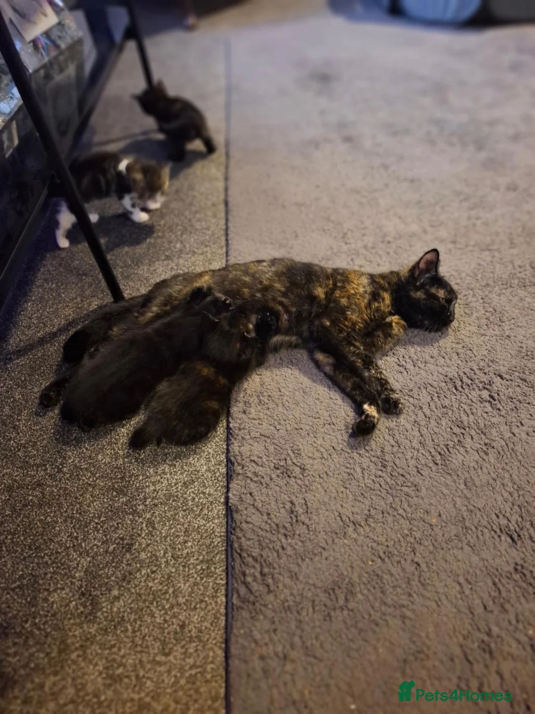 Mixed Breed cats for sale: 4 beautiful kittens - Advert 6