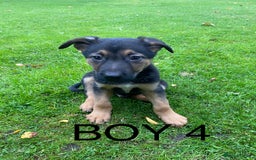 German Shepherd dogs for sale: Big chunky GSD X Collie pups ready now. - Image 3