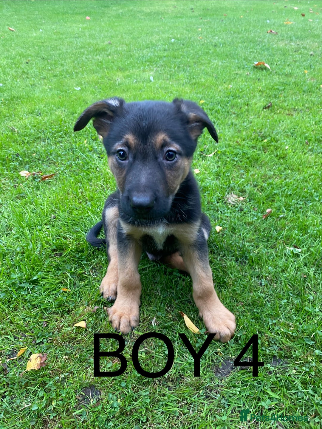 German Shepherd dogs for sale: Big chunky GSD X Collie pups ready now. - Image 3