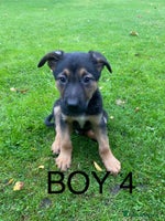 German Shepherd dogs - Advert 12