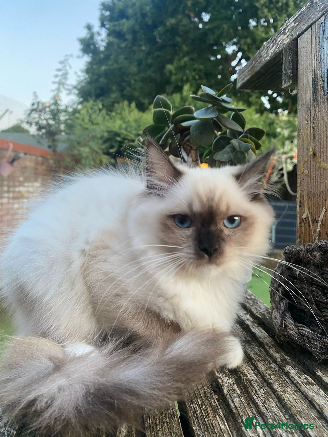 Ragdoll cats for sale: TWO LEFT.*** SEAL MINK SEAL TABBY MINK - Image 12