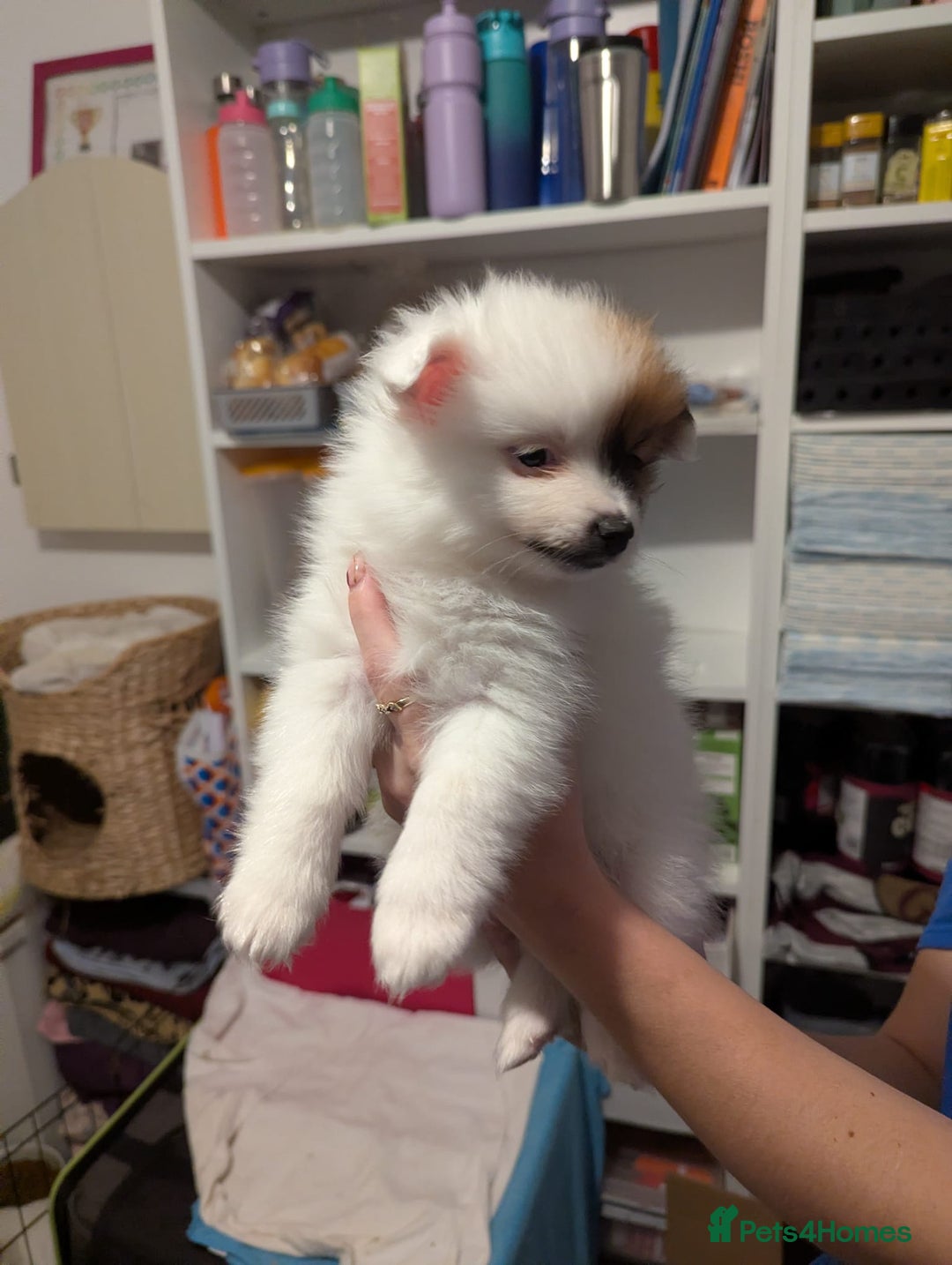 Pomeranian dogs for sale: Beautiful pom puppies - Advert 15