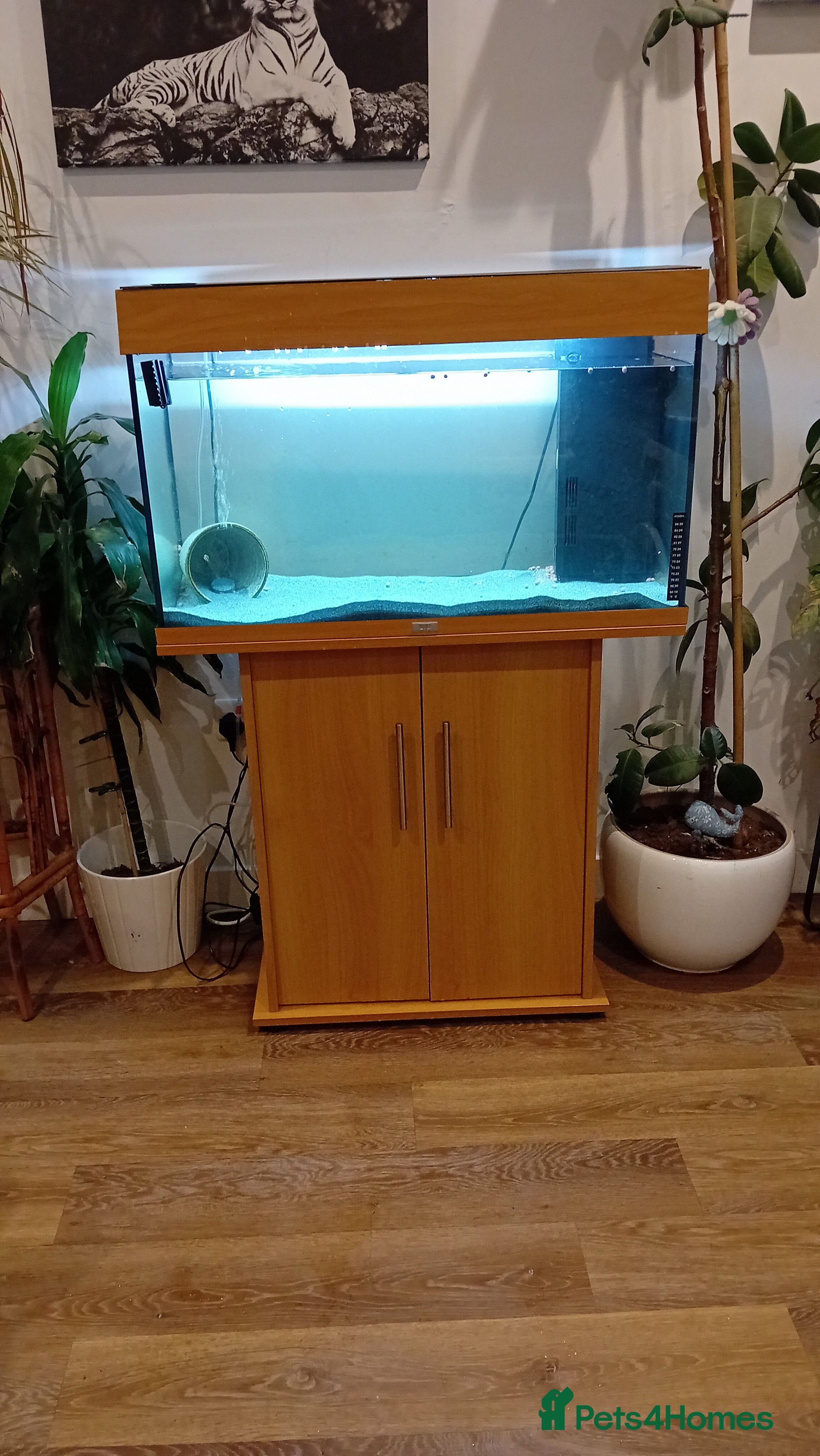Other/Mixed Breed fish Aquarium full of guppies - Advert 6