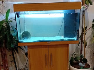 Other/Mixed Breed fish Aquarium full of guppies - Advert 10