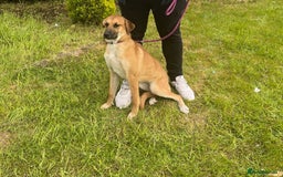 Mixed Breed dogs for sale: Baby looking for loving home  - Image 1