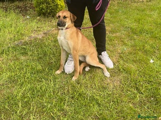 Mixed Breed dogs - Advert 8