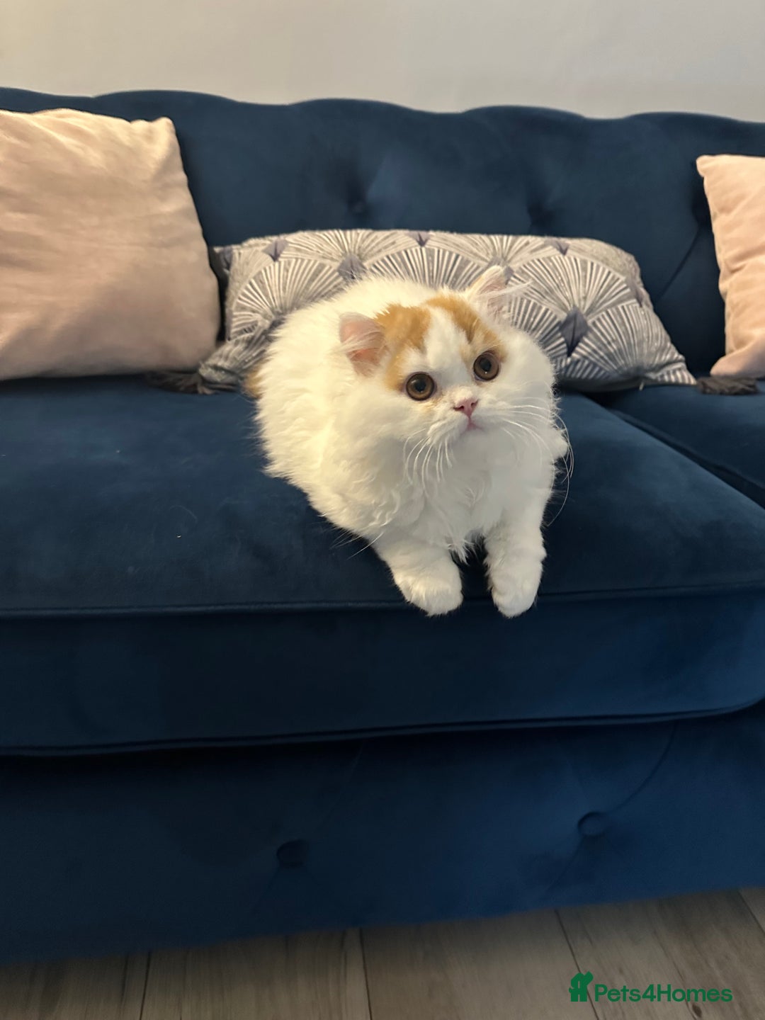 British Longhair cats for sale: Red and white British Long Hair Male  - Image 4