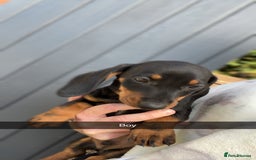 Dachshund dogs for sale: Dachshund puppie - Image 7