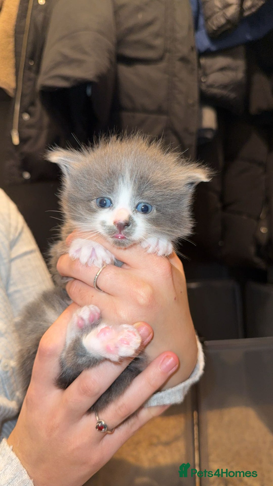 Maine Coon cats for sale: 3 Maine coon cross kittens  - Advert 5