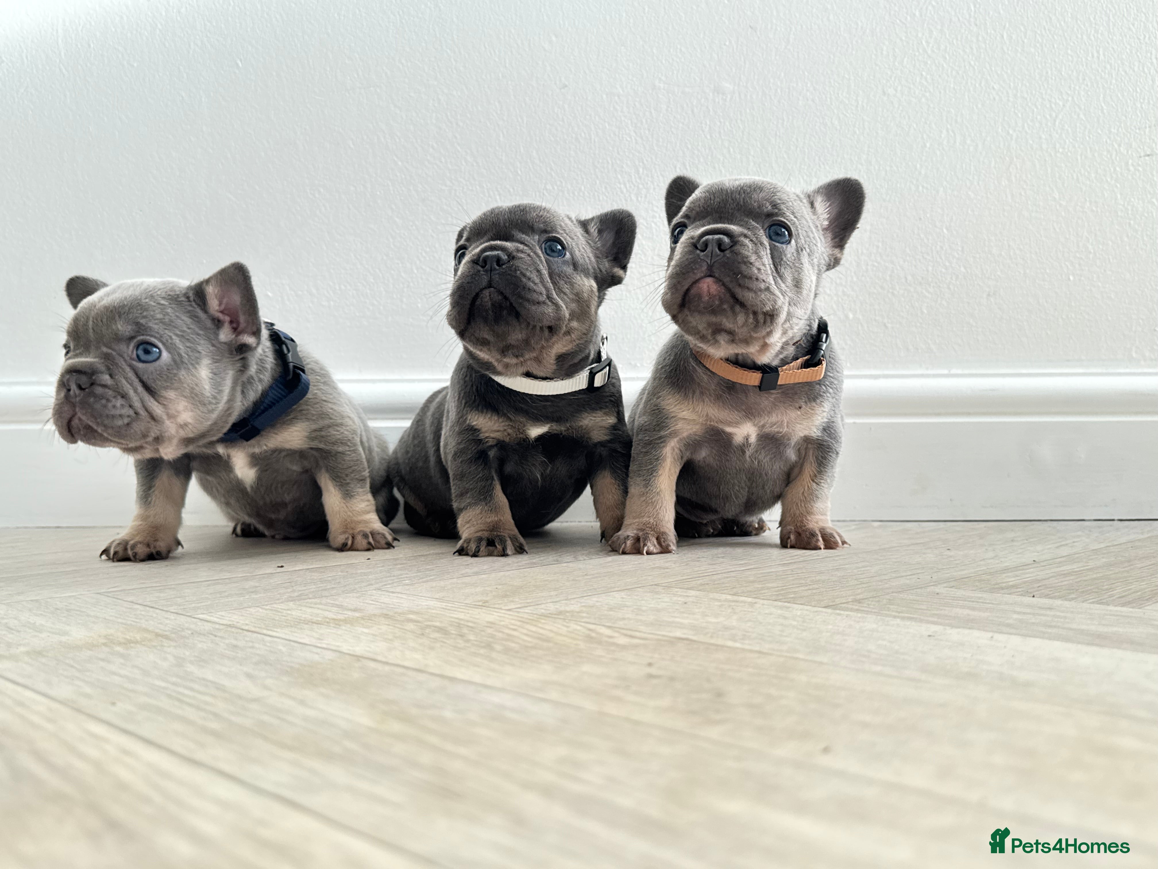 French Bulldog dogs ⭐️ LAST 2 GIRLS! French bulldogs L4 Fluffy 🧬’s ⭐️ - Advert 4