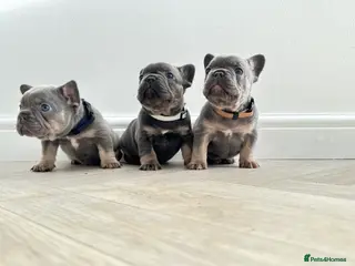 French Bulldog dogs ⭐️ LAST 2 GIRLS! French bulldogs L4 Fluffy 🧬’s ⭐️ - Advert 4