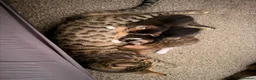 Bengal cats for sale: Bengal x Tabby kittens in Weymouth - Advert 12