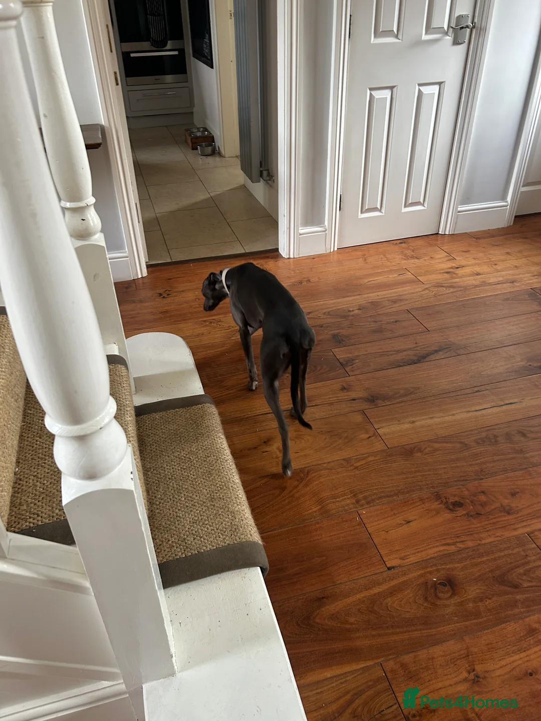 Whippet dogs for sale: Bonnie; a beautiful blue whippet bitch - Advert 8