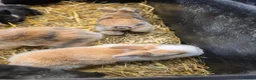 Mixed Breed rabbits for sale: Lionhead x dwarf lop in Grantham - Advert 17