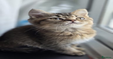 British Shorthair cats - Advert 14