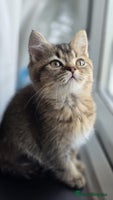 British Shorthair cats - Advert 6