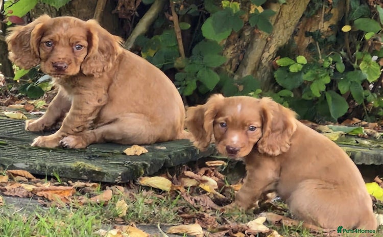 Cocker Spaniel dogs - Advert 8
