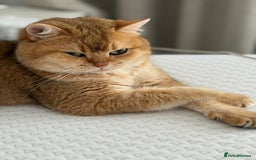 British Shorthair cats for sale: 🥰Beautiful kittens with rare colouring🥰 - Image 18