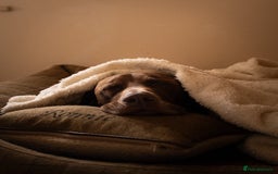 German Shorthaired Pointer dogs for stud: KC GSP Stud – Stunning, Strong, Smart - Image 10