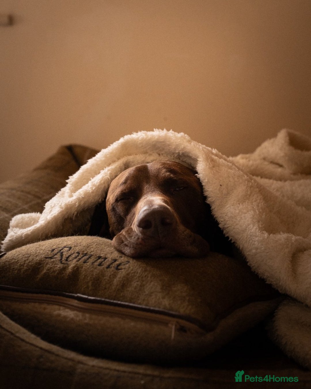 German Shorthaired Pointer dogs for stud: KC GSP Stud – Stunning, Strong, Smart - Image 10