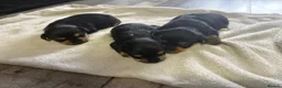 Mixed Breed dogs for sale: Jorkie pups for sale  - Advert 20