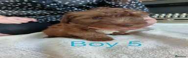 Norfolk Terrier 5