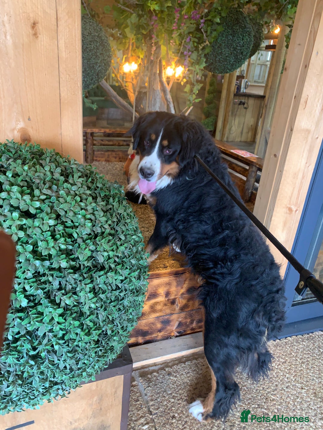 Bernedoodle dogs for sale: F1b Standard Bernedoodle  - Advert 5