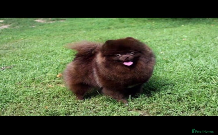 Pomeranian dogs - Advert 4