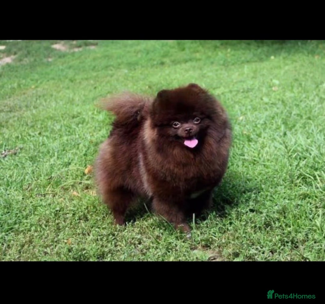 Pomeranian dogs for stud: Chocolate Proven Pomeranian Boy - Image 1