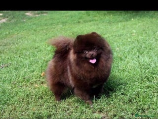 Pomeranian dogs - Advert 6