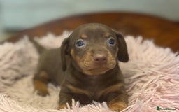 Miniature Dachshund dogs for sale: Adorable miniature dachshund  - Image 20