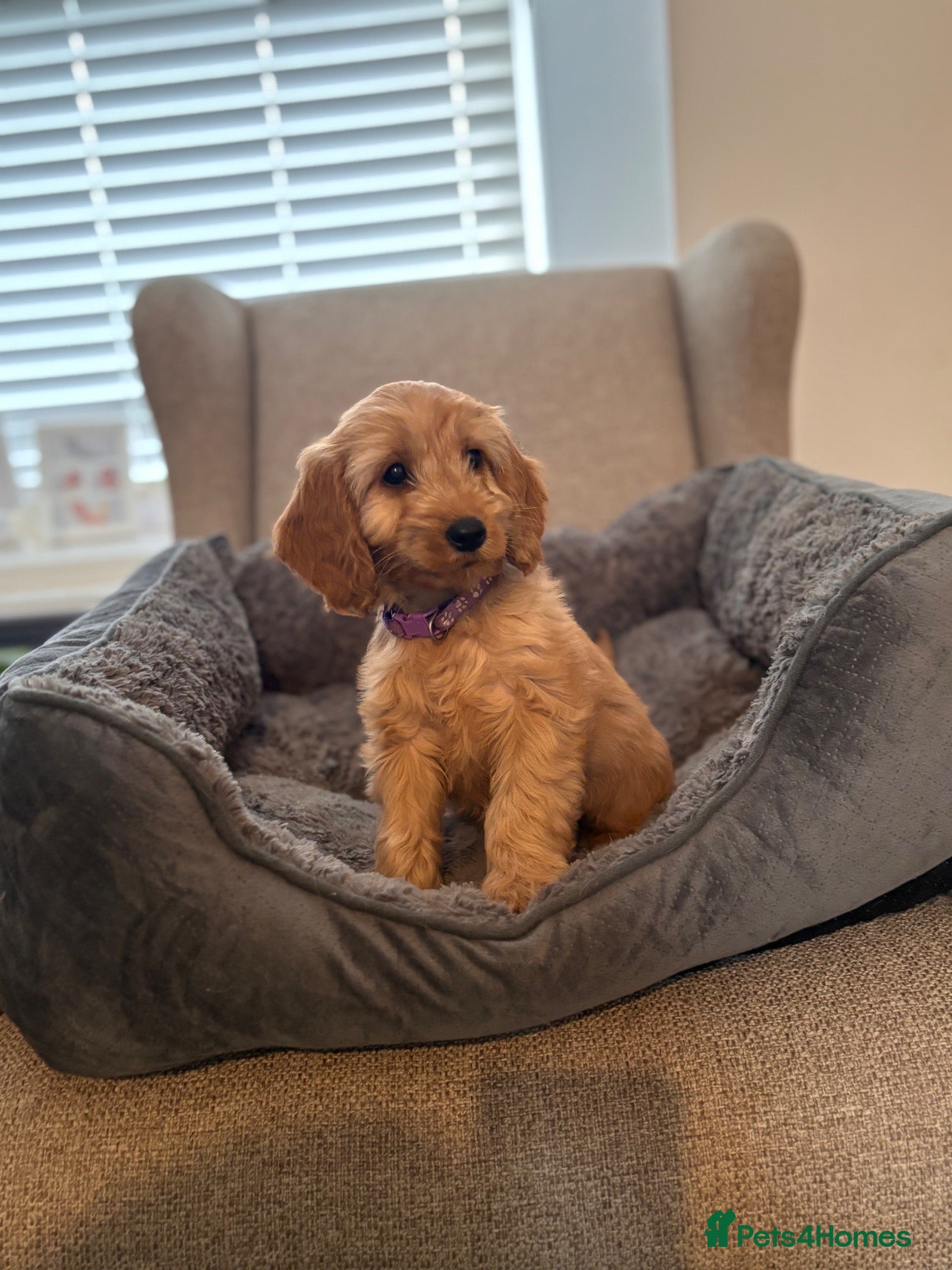 Cockapoo dogs Beautiful F1 Cockapoos Boys and 1 Girl available  - Advert 1