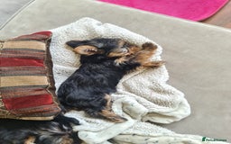 Yorkshire Terrier dogs for sale: Last female Yorkshire Terrier puppy left - Image 15