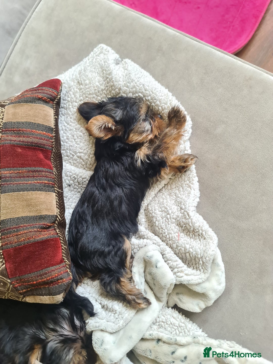 Yorkshire Terrier dogs for sale: Last female Yorkshire Terrier puppy left - Image 15