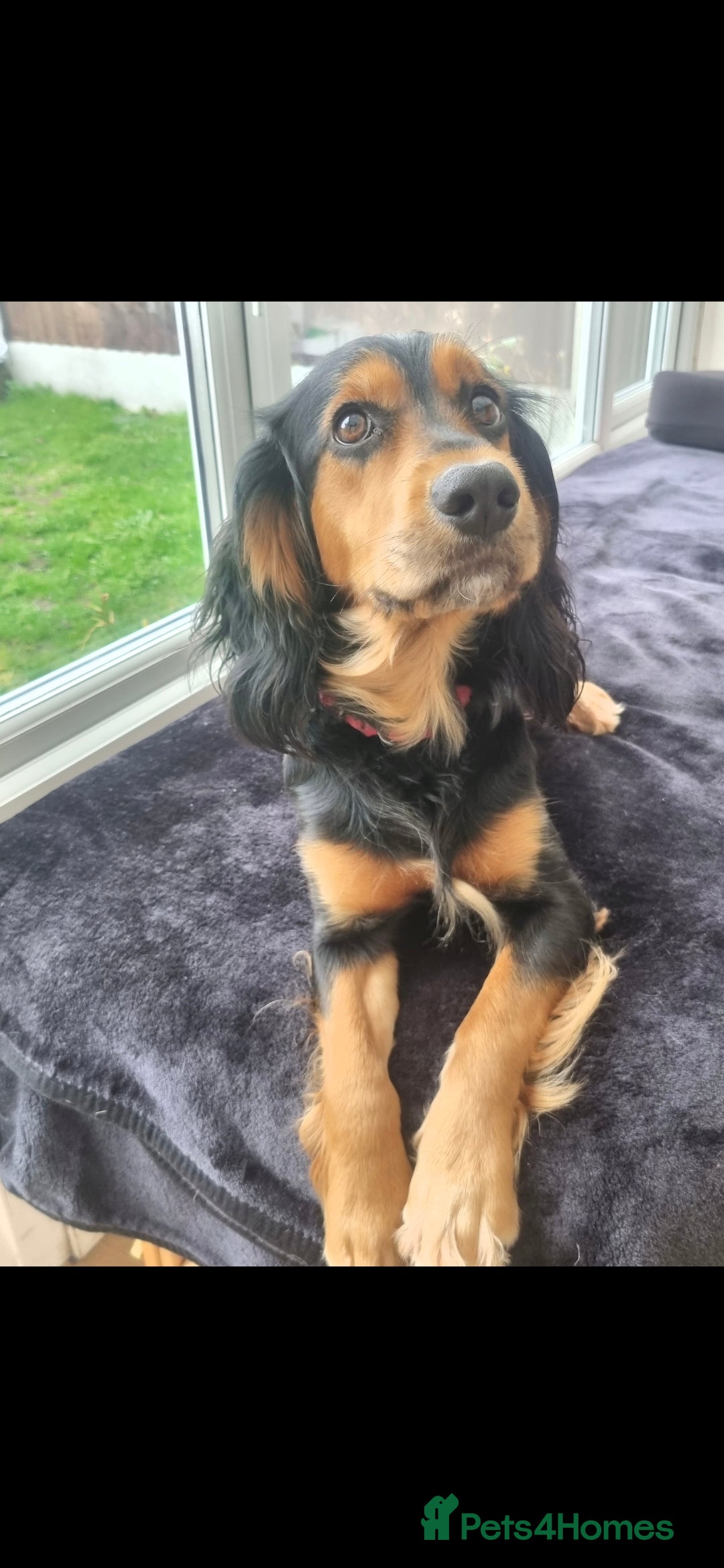 Cocker Spaniel dogs for sale: Golden Working Cocker Spaniel - Advert 4