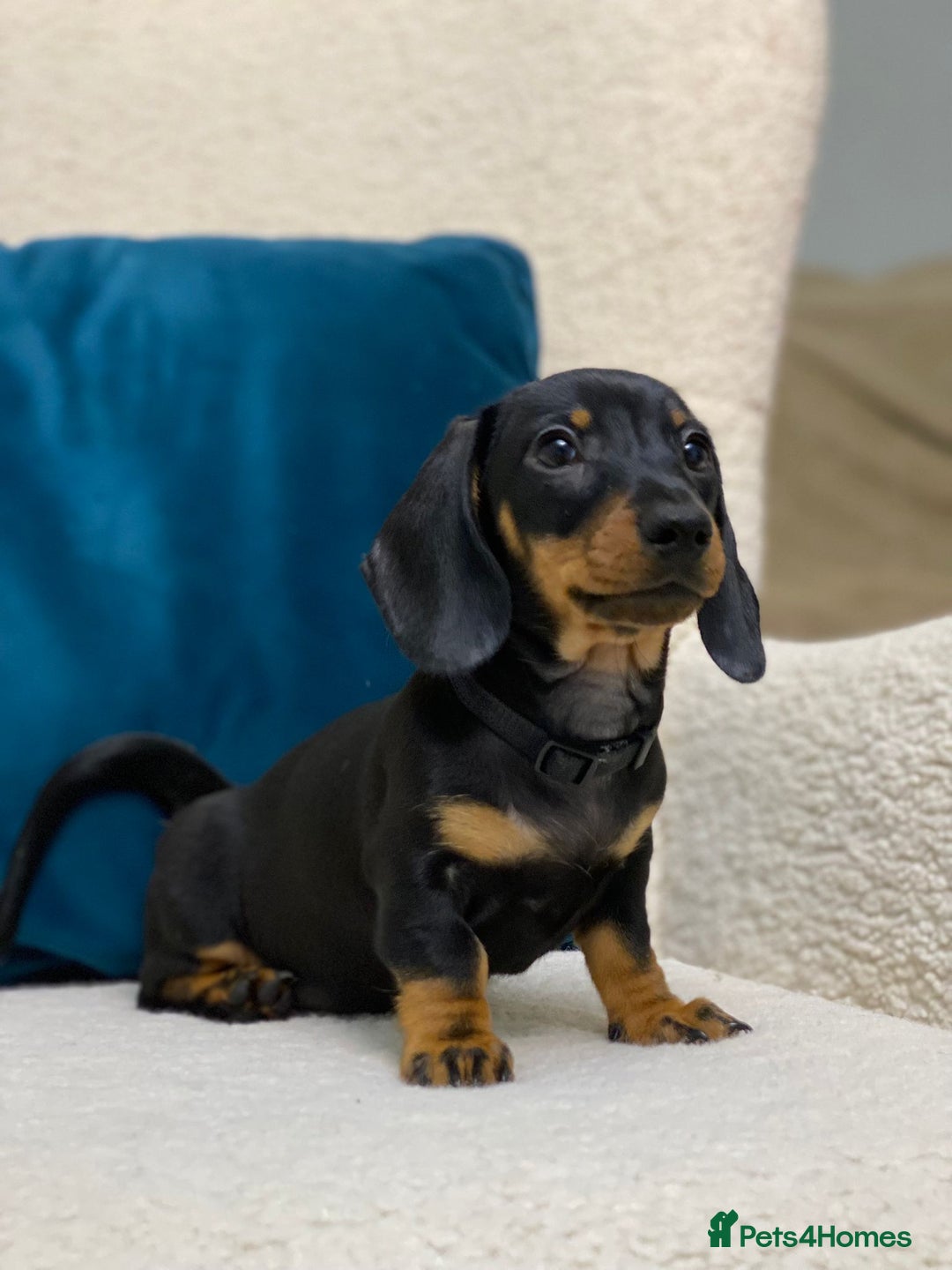 Miniature Dachshund dogs for sale: KC PRA CLR Miniature dachshunds  - Advert 6