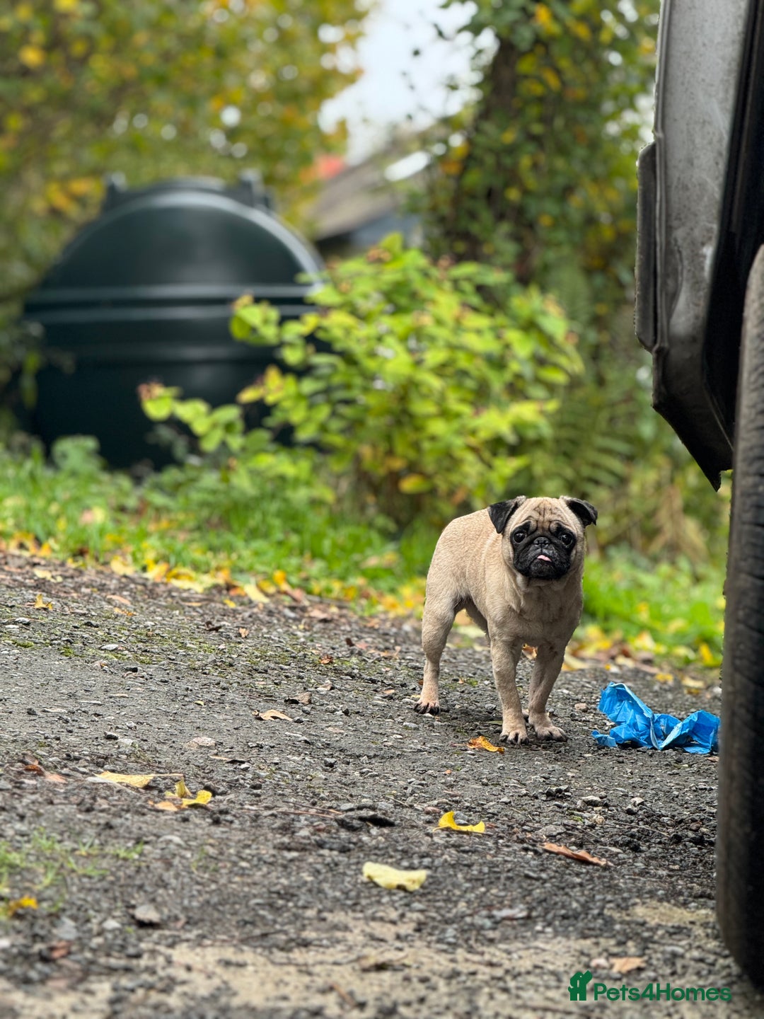 Pug dogs for sale: Frankie - Advert 4