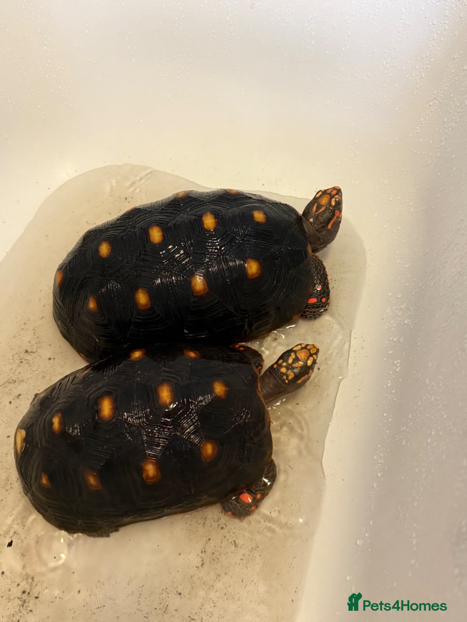 Tortoise reptiles 2 Red Foot tortoise - Advert 7