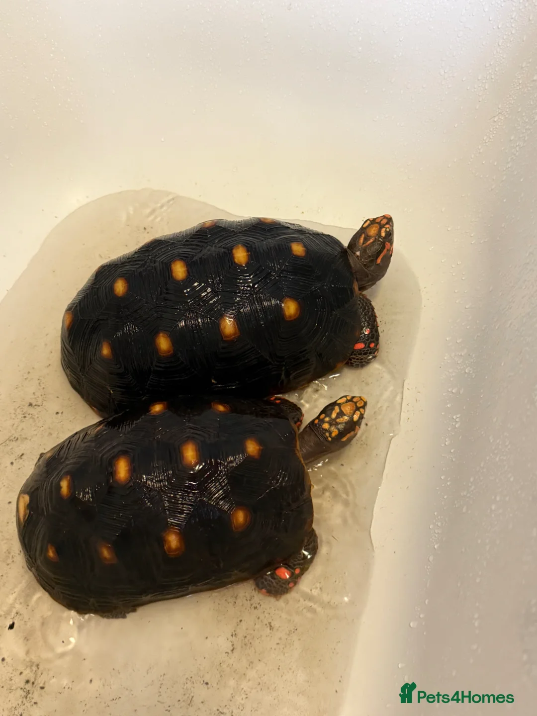 Tortoise reptiles for sale: 2 Red Foot tortoise - Advert 1