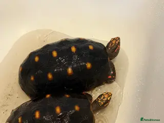 Tortoise reptiles 2 Red Foot tortoise - Advert 7