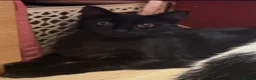 Mixed Breed cats for sale: Rescued cats and kittens - Advert 23