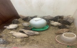 Quail poultry for sale: Chinese painted quail and Japanese quail  - Image 6