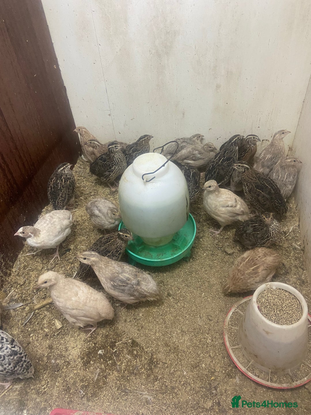 Quail poultry for sale: Chinese painted quail and Japanese quail  - Image 6