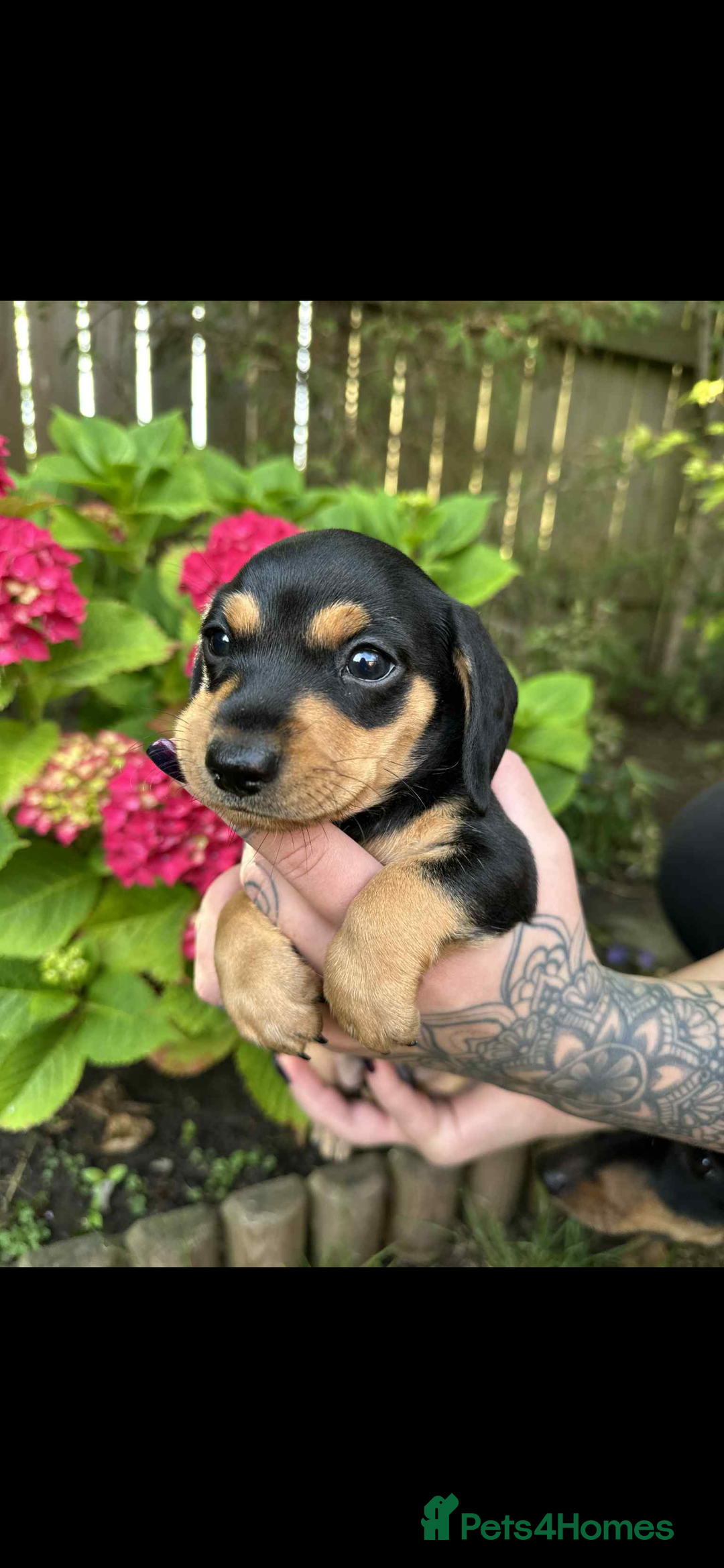 Mixed Breed dogs for sale: Miniature dachshund/ miniature pinscher in Widnes - Image 6