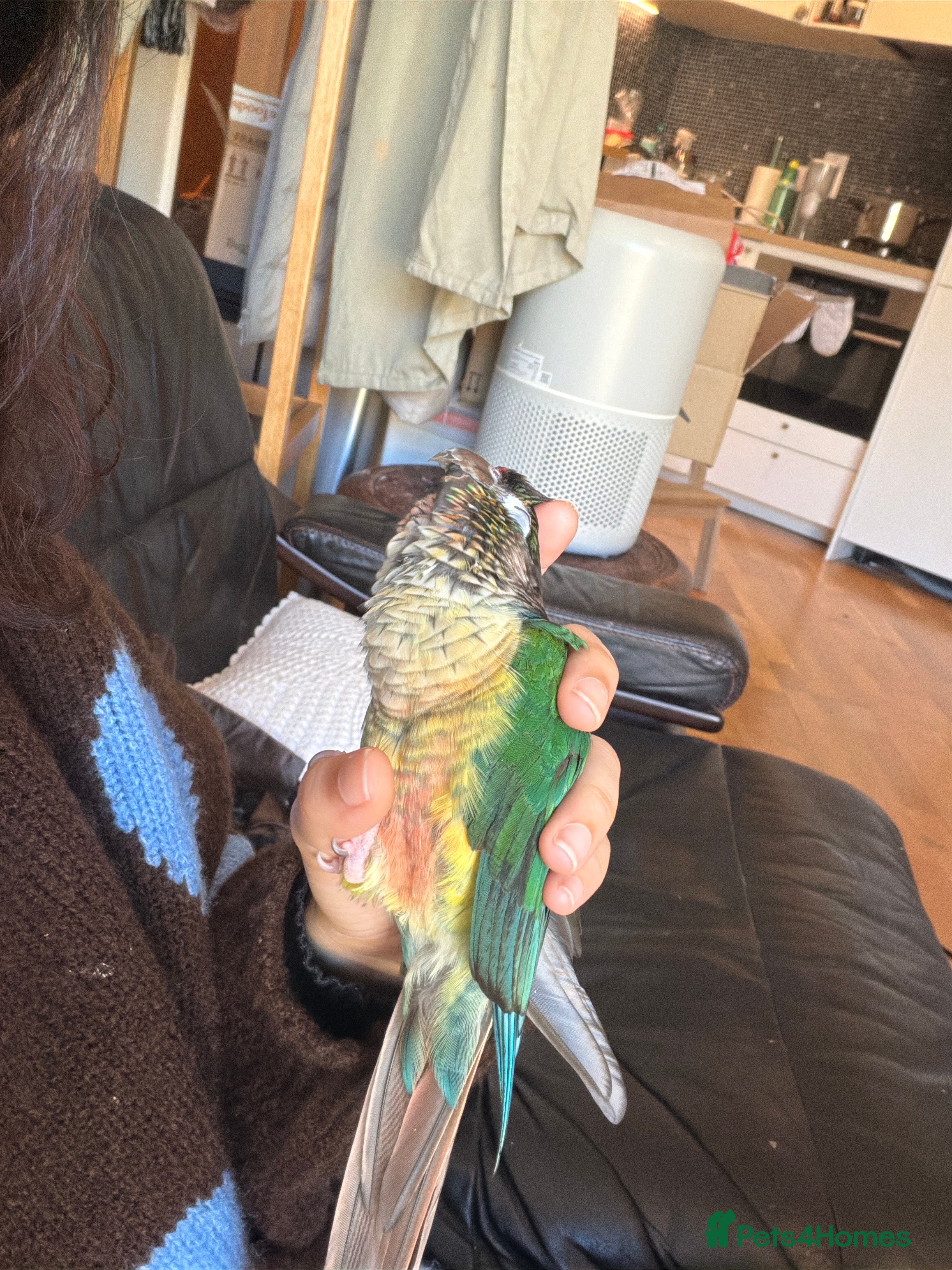 Parakeets birds Sweet, clingy green cheek conure - Advert 1