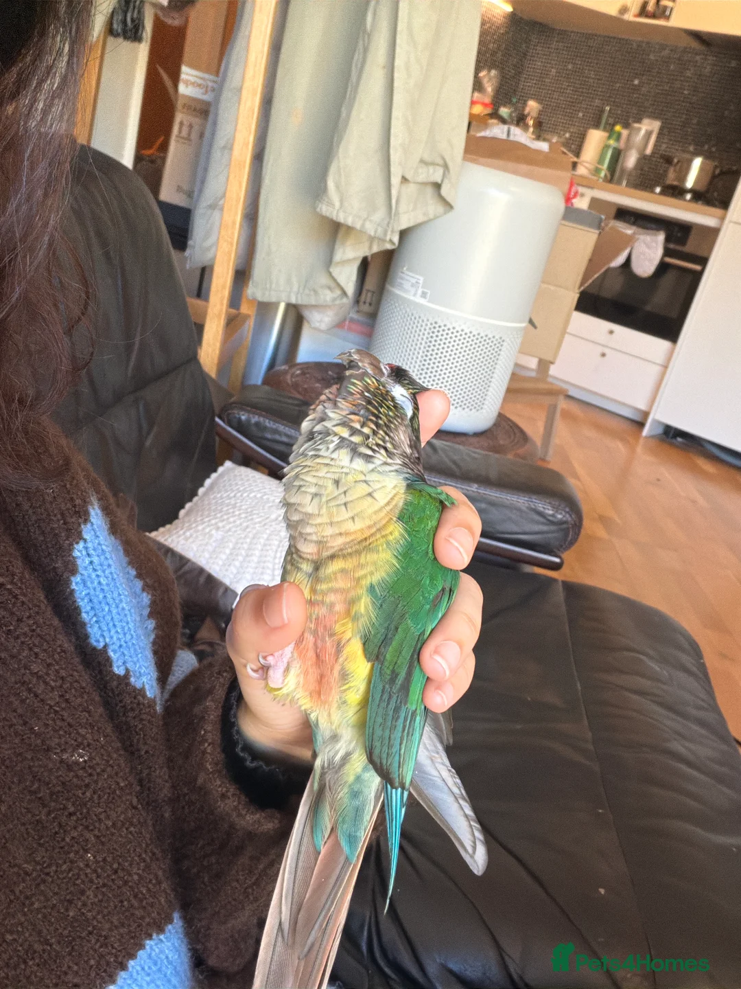 Parakeets birds for sale: Sweet, clingy green cheek conure - Advert 1