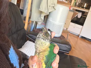 Parakeets birds Sweet, clingy green cheek conure - Advert 1