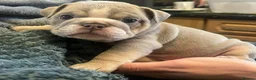 English Bulldog dogs for sale: Rare opportunity- grandpups of Burleybullz Nemesis - Advert 20